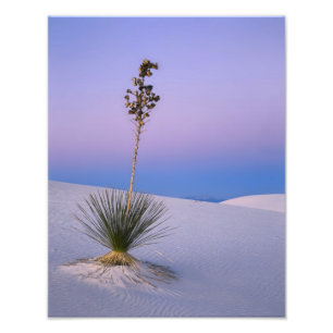 WHITE SANDS NATIONAL MONUMENT, NEW MEXICO. FOTODRUCK