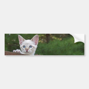 White Savannah Cat Background Autoaufkleber