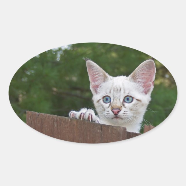 White Savannah Cat Oval Sticker (Vorderseite)
