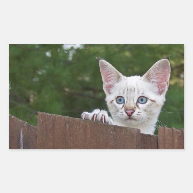 White Savannah Cat Rectangle Sticker (Vorderseite)