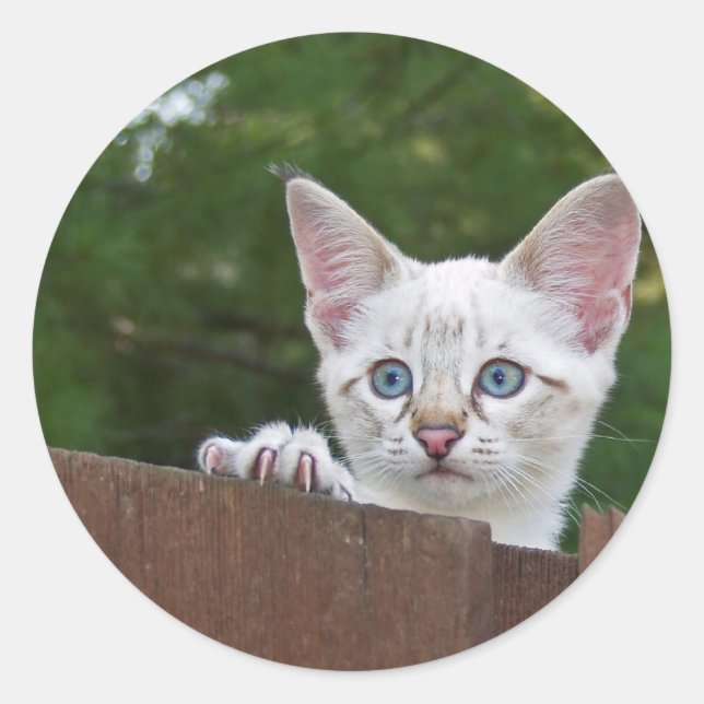 White Savannah Cat Round Sticker (Vorderseite)
