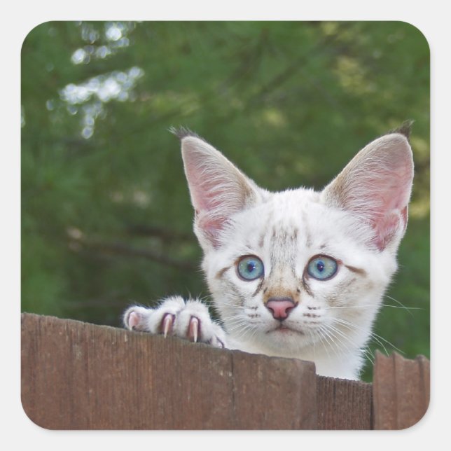 White Savannah Cat Square Sticker (Vorderseite)