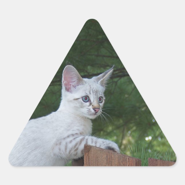 White Savannah Cat Triangle Sticker (Vorderseite)