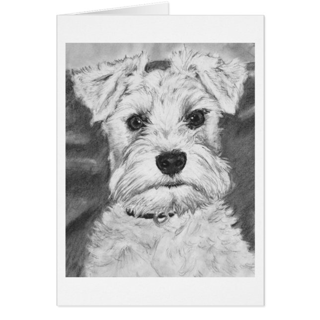 White Schnauzer (Vorne)