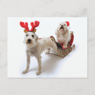 White Schnoodle Standing with Red Christmas Feiertagspostkarte