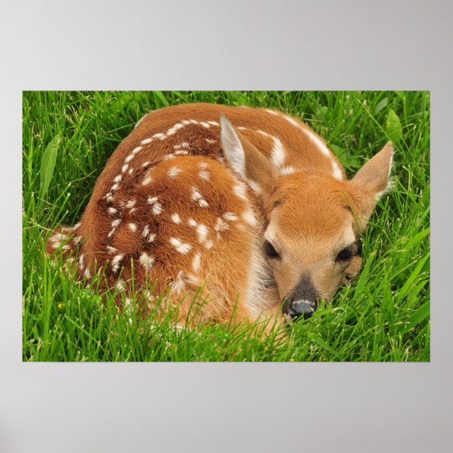 White Schwanz Baby Deer Poster (Vorne)