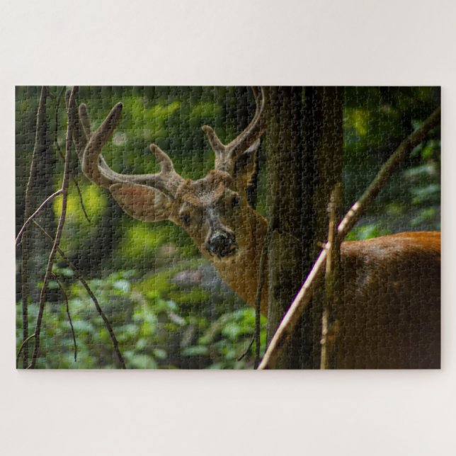 White Schwanz Buck (Horizontal)