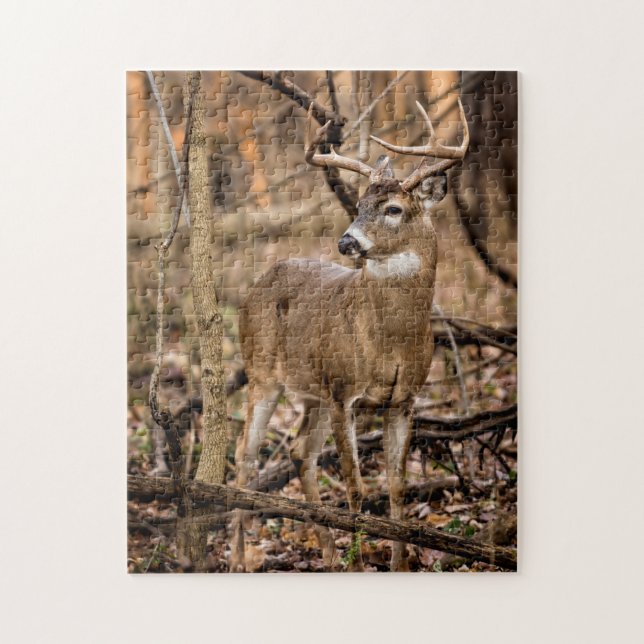 White Schwanz Deer Buck (Vertikal)