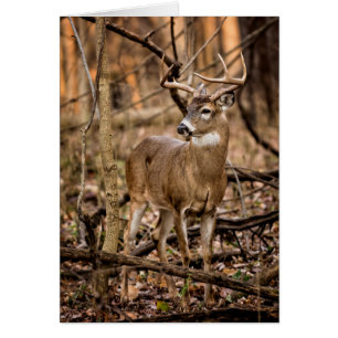 White Schwanz Deer Buck