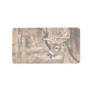 White Schwanz Deer Buck Adressaufkleber