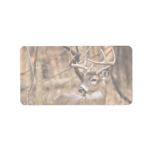 White Schwanz Deer Buck Adressaufkleber (Vorne)