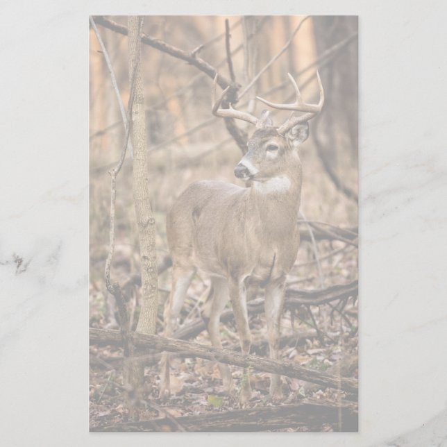 White Schwanz Deer Buck Briefpapier (Vorderseite)