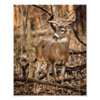 White Schwanz Deer Buck