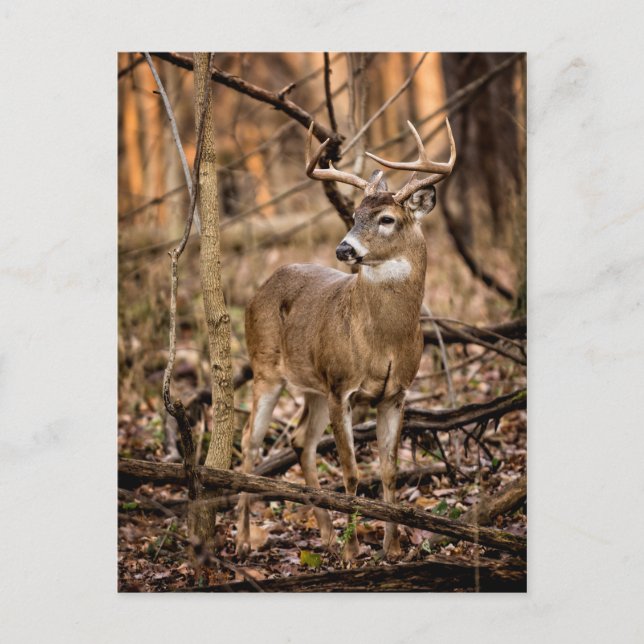 White Schwanz Deer Buck Postkarte (Vorderseite)