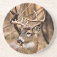 White Schwanz Deer Buck