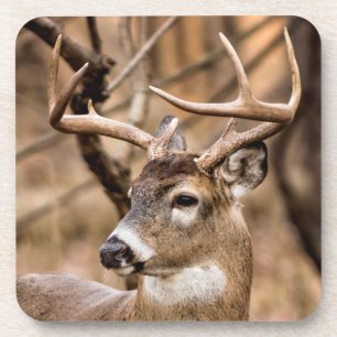 White Schwanz Deer Buck Untersetzer