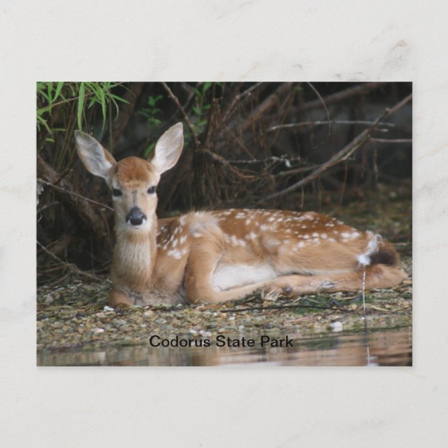 White Schwanz Fawn Postkarte (Vorderseite)