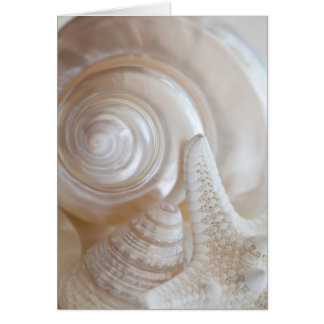 White Seashell Starfish Tropical Beach Sea Shells