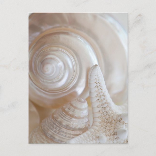 White Seashells Starfish Tropical Beach Muscheln Postkarte (Vorderseite)