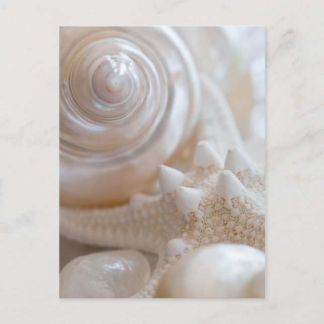 White Seashells Starfish Tropical Beach Muscheln Postkarte (Vorderseite)