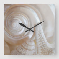 White Seashells Starfish Tropical Beach Muscheln