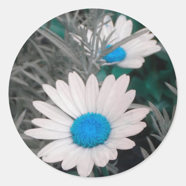 White Shasta Daisis (mit Aquamarinem Blau) Aufkleb Runder Aufkleber (Vorderseite)