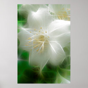 White Shiny Jasmine Poster