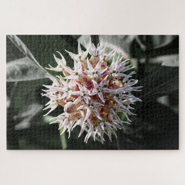 White Showy Milkweed - Naturfotografie (Horizontal)