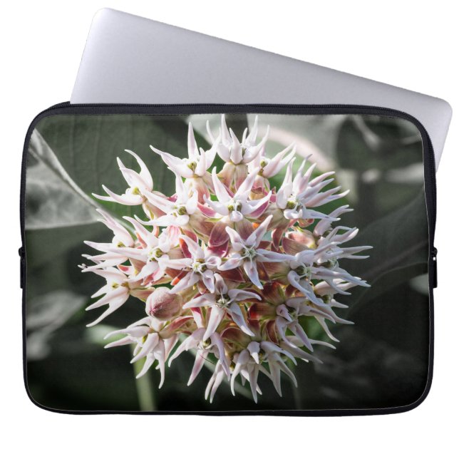 White Showy Milkweed, Wildblume Fotografie Laptopschutzhülle (Vorderseite)