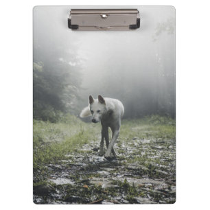 White Siberian Husky Klemmbrett