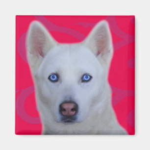 White Siberian Husky Magnet