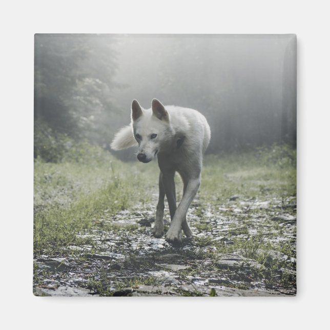 White Siberian Husky Magnet (Vorne)