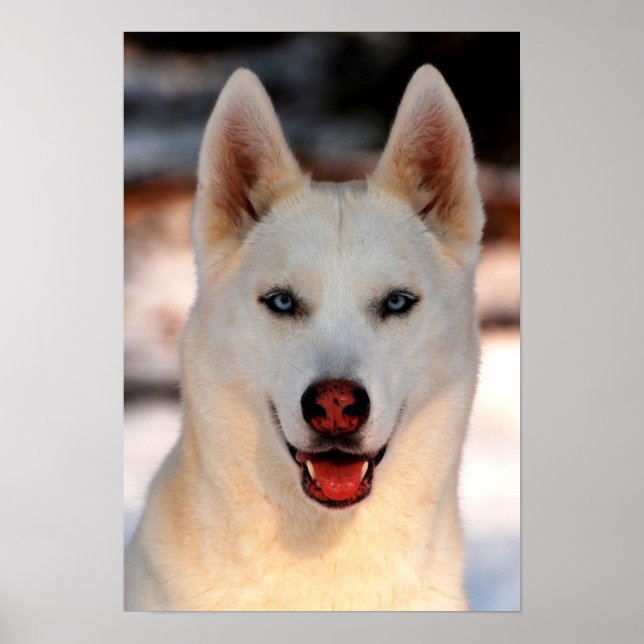White Siberian Husky  Photo Poster (Vorne)