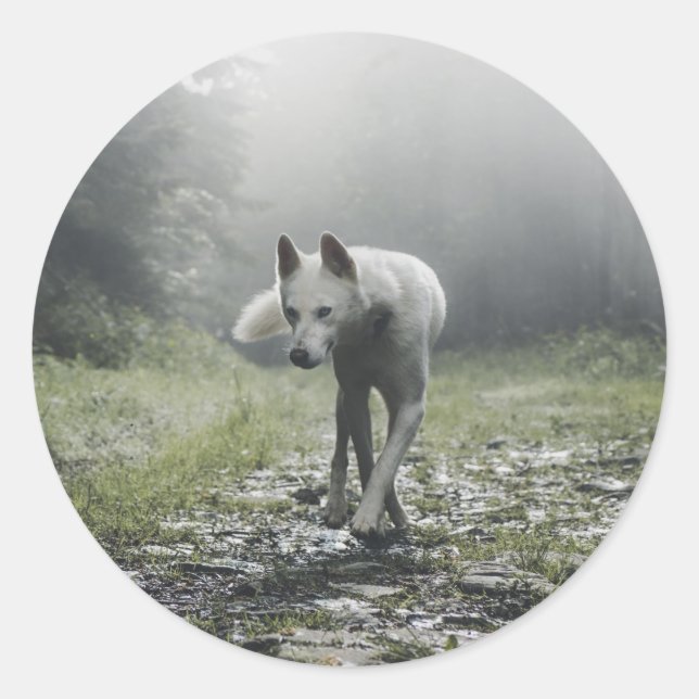 White Siberian Husky Runder Aufkleber (Vorderseite)