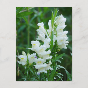 White Snapdragon Blume Postcard Postkarte