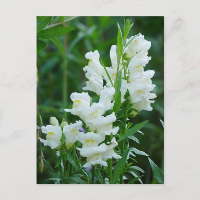 White Snapdragon Blume Postcard Postkarte (Vorderseite)