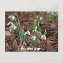 White Snow Drop Celebration Denken Sie an Sie
