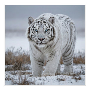 White Snow Tiger Fotodruck