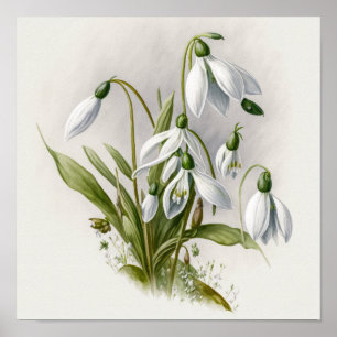 White Snowdrop Blume Art Print Poster