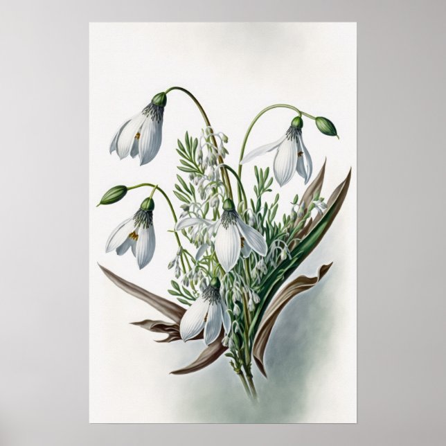 White Snowdrop Blume Art Print Poster (Vorne)