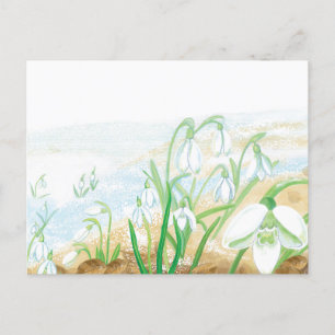 White Snowdrops Illustration Postkarte