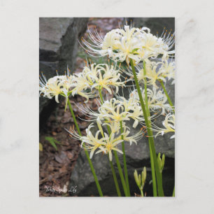 White Spider Lily ［ carte postale