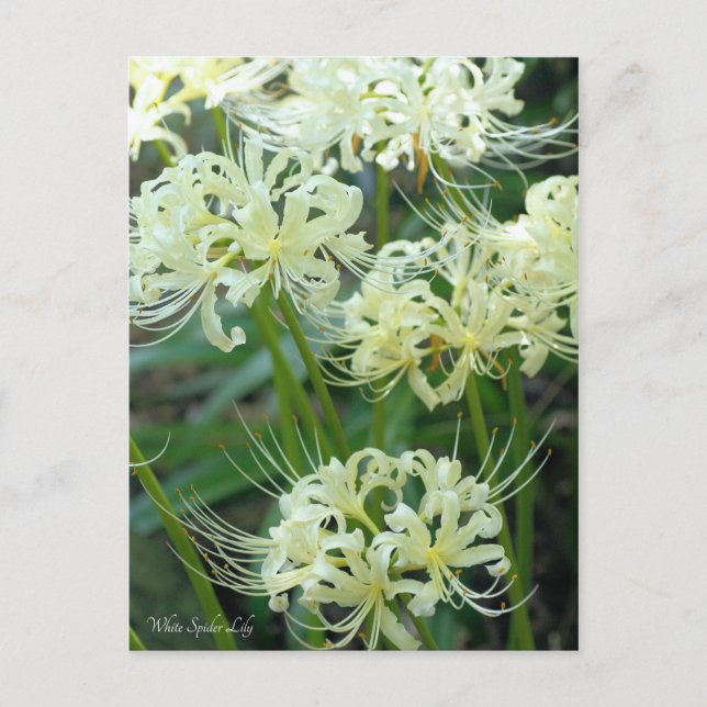 White Spider Lily ［ carte postale (Devant)