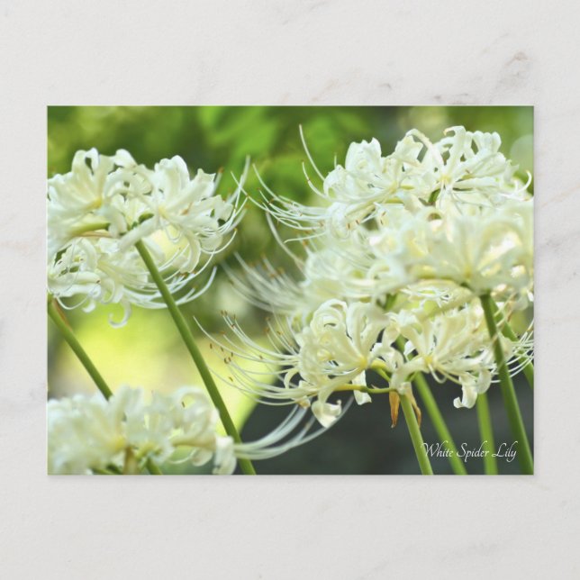 White Spily Lilie ポ ト ド Postkarte (Vorderseite)