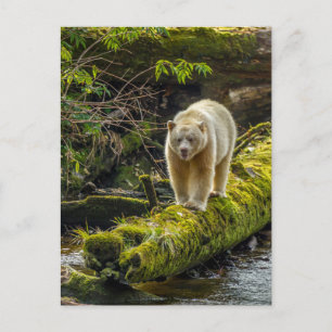 White Spirit Bear   British Columbia, Canada Postkarte