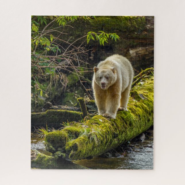 White Spirit Bear | British Columbia, Kanada (Vertikal)