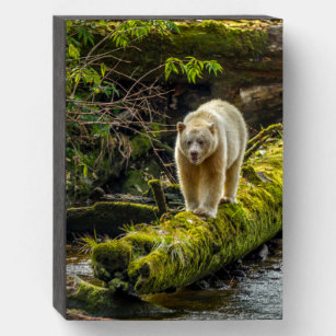 White Spirit Bear   British Columbia, Kanada Holzkisten Schild