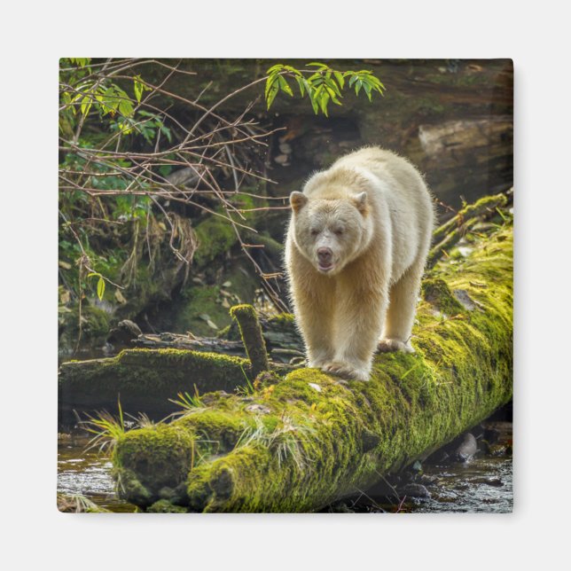 White Spirit Bear | British Columbia, Kanada Magnet (Vorne)