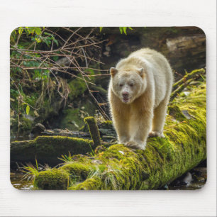 White Spirit Bear British Columbia, Kanada Mousepad
