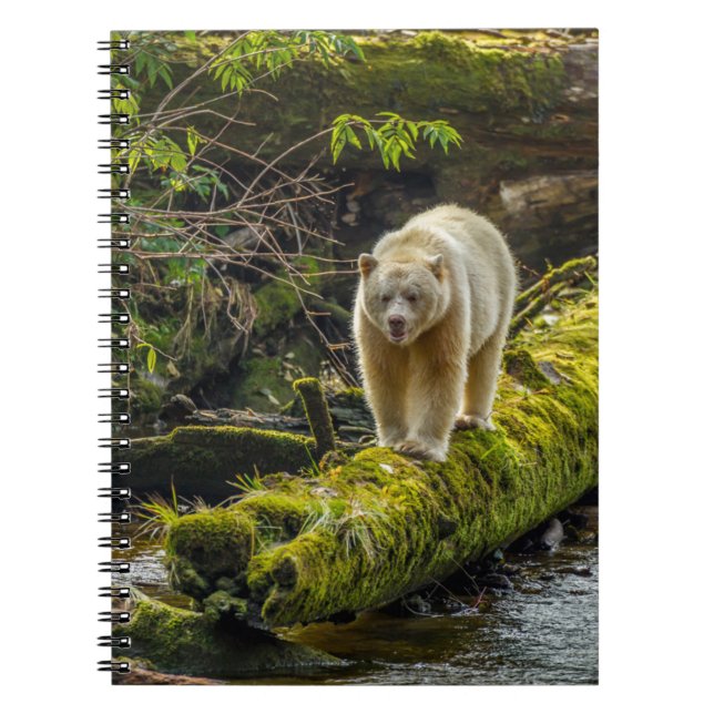 White Spirit Bear | British Columbia, Kanada Notizblock (Vorderseite)
